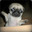 MrPugWings