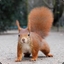 Squirrel