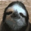 wise papa sloth