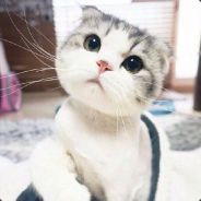 猪脑过载