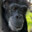 Sir Chimp Chimington Esquire