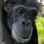 Sir Chimp Chimington Esquire