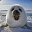White Seal