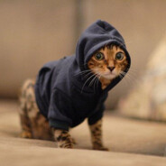 kot - steam id 76561198185975618