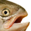 SalmonSlapper