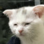 MeowHolic