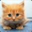 OrangeCAT
