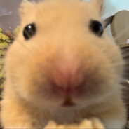 HAMPTER🍙