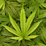 ВЗАИМ ПОХВАЛА ПЖ