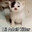 Lil Adolf Kitler
