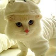 SF4 PRO - steam id 76561197961796982