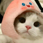 BYD H. KongDoll [Bot]