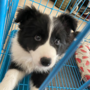 大风起兮云飞扬