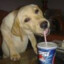 DogDrinkingPepsi