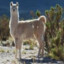 Young Alpaca