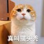 猫头秃