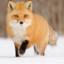 orangesnowfox