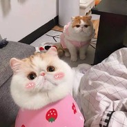 青蛙不吃小蚊蚊