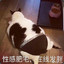 Kyshe
