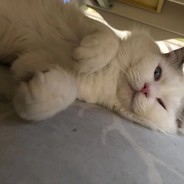 缅甸北部公务员