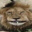 muFAsA