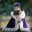 Pug Lord