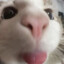 Murfy