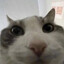 cator