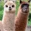 Alpacca load