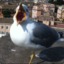 Seagull King