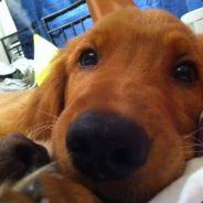 Dogpapa