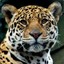 Sylv The Jaguar