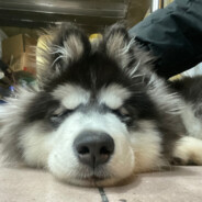 麻辣菠萝香蕉，紫色心