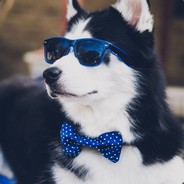 skviki