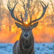 ExoticDeer
