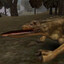 waran z komodo