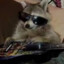 RaccoonEnjoyer1