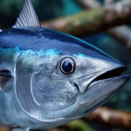 Tuna