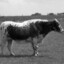 HorseDonkeyCow