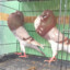 Burung Gondokan