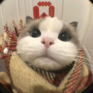 小猫到底在想什么呢