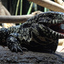 Tegu