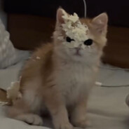 老大 他好像在耍你诶