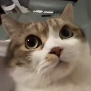 hi