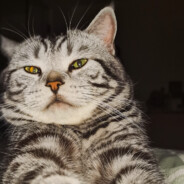 邪恶的黑金抹茶大麻薯