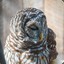 chordowl