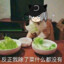 鸽子源pigeon