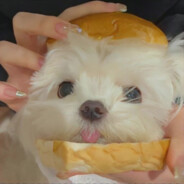 就这个饥荒爽 ！！！