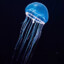 Toksyczna meduza