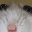 The Rat in your walls